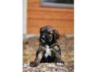 Mutt Puppy for sale in Iola, WI, USA