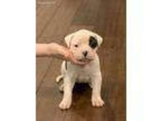 American Bulldog Puppy for sale in Nixa, MO, USA