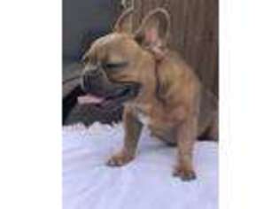 French Bulldog Puppy for sale in Pasadena, TX, USA