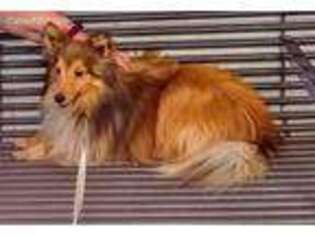 Shetland Sheepdog Puppy for sale in Philomath, OR, USA