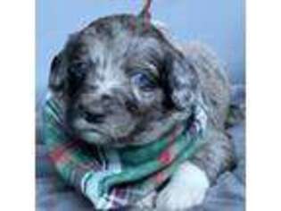 Mutt Puppy for sale in Fallbrook, CA, USA