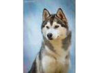 Siberian Husky Puppy for sale in Holmen, WI, USA