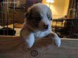 Australian Shepherd Puppy for sale in Newport, WA, USA