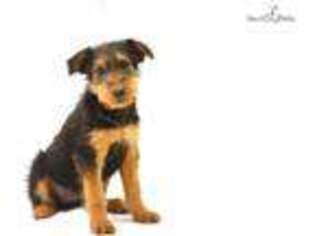 Airedale Terrier Puppy for sale in Hattiesburg, MS, USA