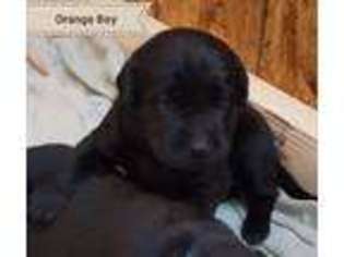 Medium Photo #1 Labrador Retriever Puppy For Sale in Thornton, CO, USA