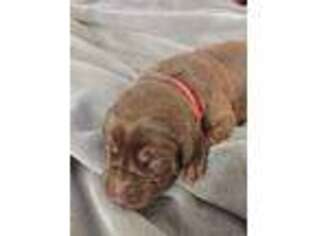 Labrador Retriever Puppy for sale in Westfield, IN, USA