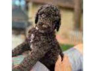 Goldendoodle Puppy for sale in Show Low, AZ, USA