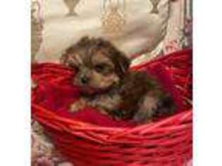 Mutt Puppy for sale in Metairie, LA, USA