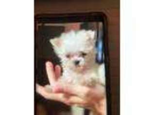 Maltese Puppy for sale in Creola, AL, USA