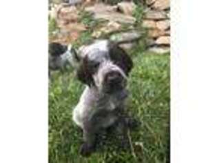 Wirehaired Pointing Griffon Puppy for sale in Hauser, ID, USA