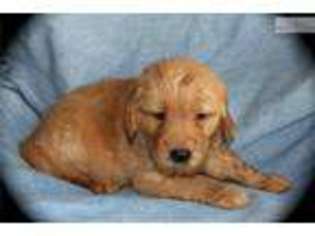 Golden Retriever Puppy for sale in Fort Worth, TX, USA