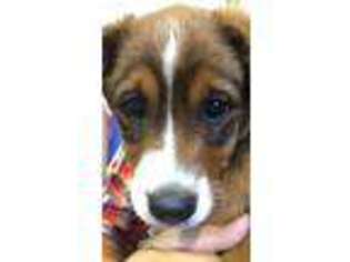 Pembroke Welsh Corgi Puppy for sale in Traverse City, MI, USA