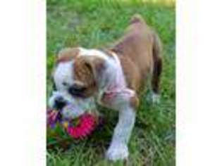 Bulldog Puppy for sale in ANGIER, NC, USA