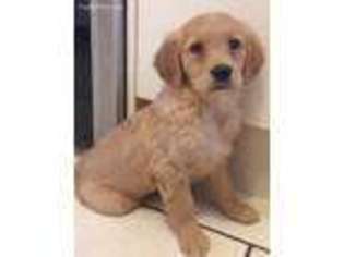 Golden Retriever Puppy for sale in Chillicothe, OH, USA