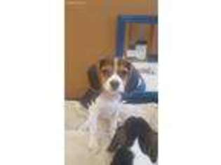 Beagle Puppy for sale in Hudson, NH, USA
