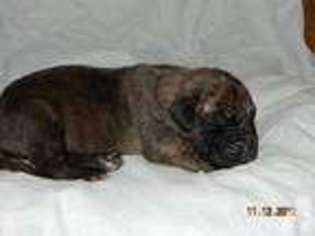 Great Dane Puppy for sale in SHEPHERD, TX, USA
