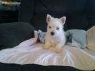 West Highland White Terrier Puppy for sale in Greensburg, KY, USA