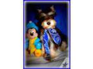 Mutt Puppy for sale in CARROLLTON, VA, USA