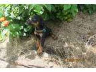 Doberman Pinscher Puppy for sale in Independence, LA, USA