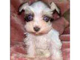 Mutt Puppy for sale in Lufkin, TX, USA