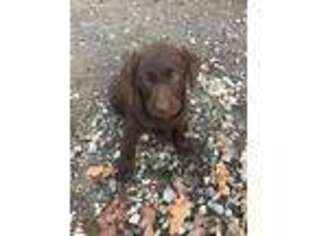 Labrador Retriever Puppy for sale in Dawsonville, GA, USA