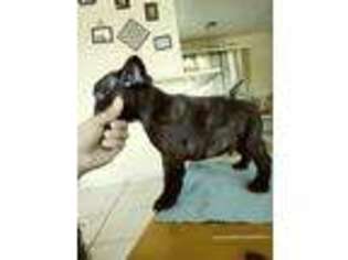 French Bulldog Puppy for sale in El Mirage, AZ, USA