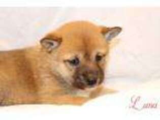 Shiba Inu Puppy for sale in Bernville, PA, USA