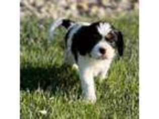 Cavalier King Charles Spaniel Puppy for sale in Oxford, OH, USA