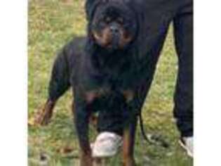 Rottweiler Puppy for sale in Clifton Park, NY, USA