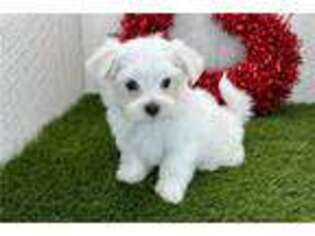 Maltese Puppy for sale in South Bend, IN, USA