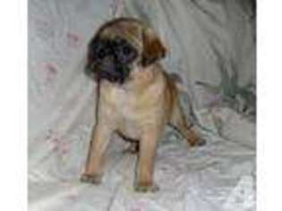 Pug Puppy for sale in WINNEMUCCA, NV, USA