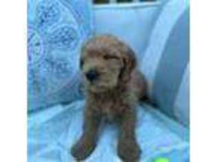 Goldendoodle Puppy for sale in Shirley, NY, USA