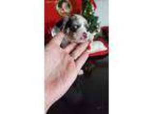 Chihuahua Puppy for sale in Ladson, SC, USA