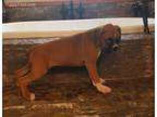 Boxer Puppy for sale in Marquand, MO, USA
