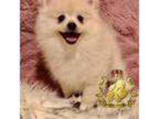 Pomeranian Puppy for sale in Diamond Bar, CA, USA
