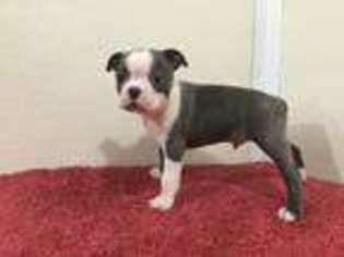Boston Terrier Puppy for sale in Montgomery, IN, USA