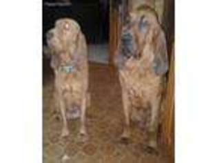 Bloodhound Puppy for sale in Port Arthur, TX, USA