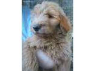 Goldendoodle Puppy for sale in Mount Airy, NC, USA