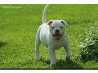 American Bulldog Puppy for sale in Flemingsburg, KY, USA