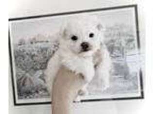 Maltese Puppy for sale in Sharon, CT, USA