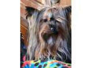 Yorkshire Terrier Puppy for sale in Natchitoches, LA, USA