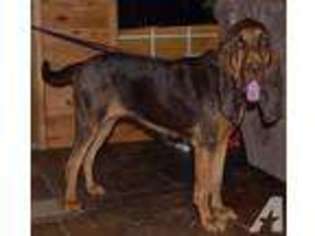 Bloodhound Puppy for sale in AUBREY, TX, USA