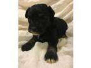 Schnoodle (Standard) Puppy for sale in Union, OH, USA