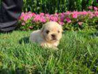 Pekingese Puppy for sale in Ronks, PA, USA