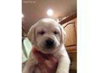 Labrador Retriever Puppy for sale in Greeley, IA, USA