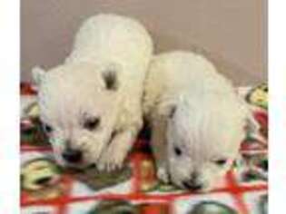 West Highland White Terrier Puppy for sale in Park Rapids, MN, USA