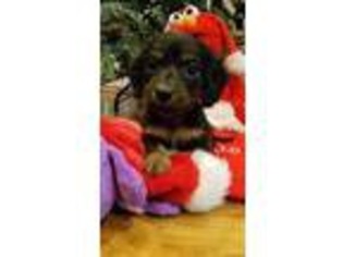 Dachshund Puppy for sale in Ontario, OR, USA