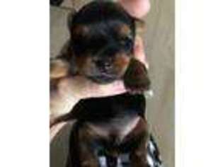 Yorkshire Terrier Puppy for sale in Trenton, FL, USA
