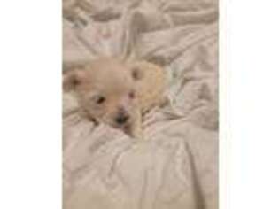 Mutt Puppy for sale in Green Bay, WI, USA