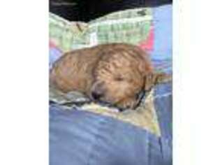 Goldendoodle Puppy for sale in Bluff City, TN, USA